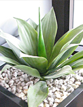 plants
